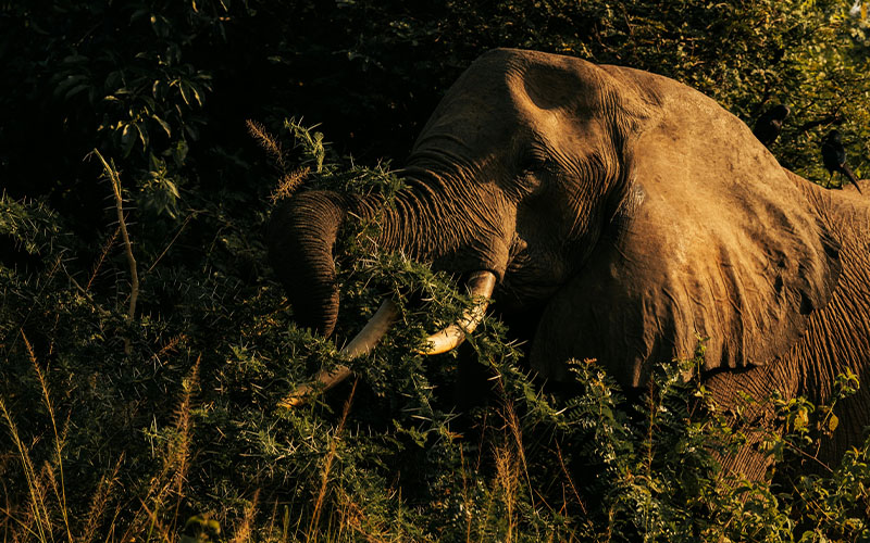 Lake Manyara National Park